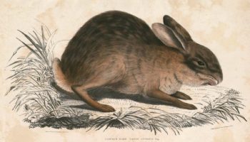Китайский заяц (Lepus sinensis) — особенности, место обитания и поведение