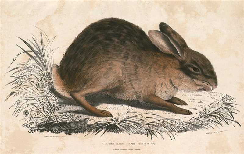 Китайский заяц (Lepus sinensis)