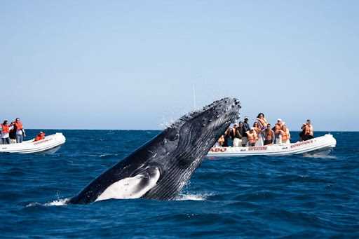 Значение китов в научных исследованиях