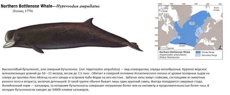 Экологическая роль дельфинов Бутылконосов в пищевой цепи