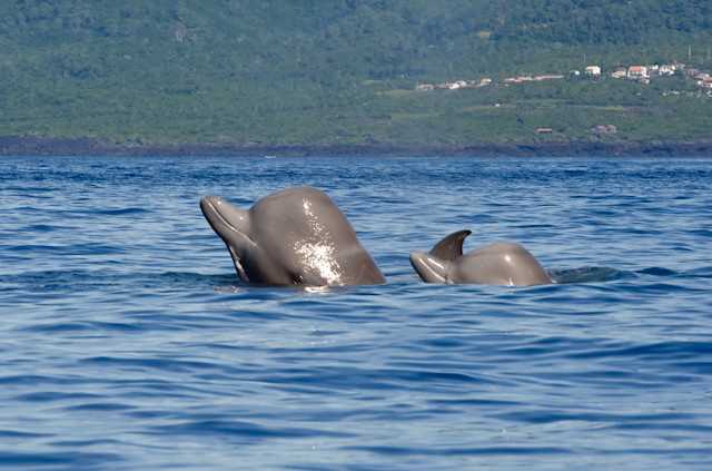 Особенности размножения дельфинов Бутылконосов