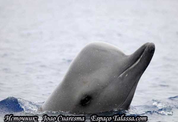 Образ жизни дельфинов Бутылконосов