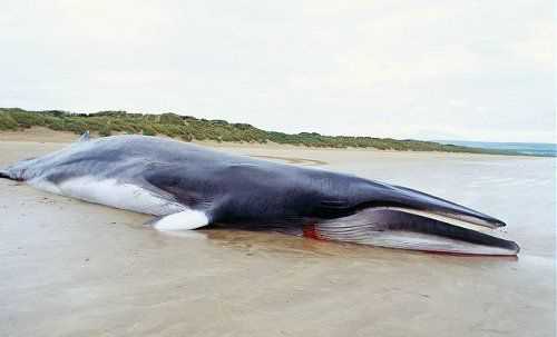 Взаимодействие человека с китами Полосатиками