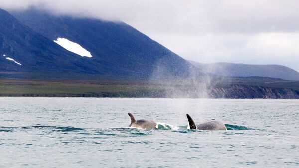 Влияние китов на экосистему