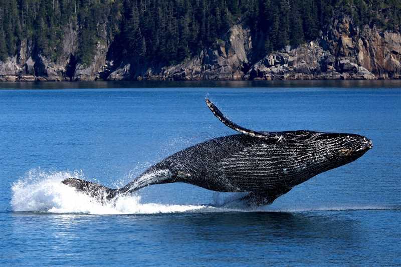 Биология и виды китов