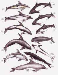 Размножение китовидных дельфинов
