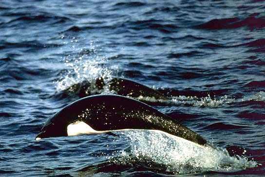 Питание китовидных дельфинов (Lissodelphis)