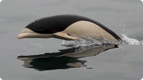 Таблица: Физические характеристики китовидных дельфинов