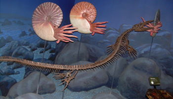 Клидаст (Clidastes) — описание и особенности морского ящера