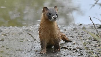 Колонки (Mustela sibirica) — описание, особенности и обитание