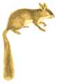 Колючая соня (Platacanthomys lasiurus): Биологическое описание