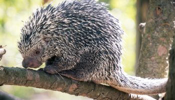 Колючий дикобраз, или парагвайский дикобраз (Coendou spinosus)