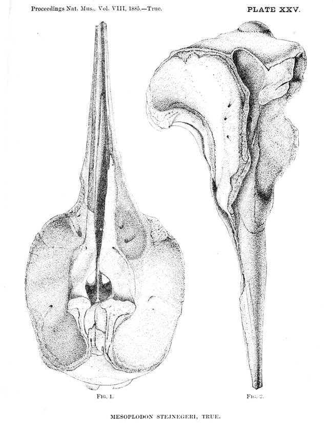 Командорский ремнезуб (Mesoplodon stejnegeri)