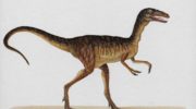 Компсогнат — один из самых маленьких известных динозавров