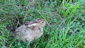 Корейский заяц (Lepus coreanus) — особенности вида и его место в экосистеме