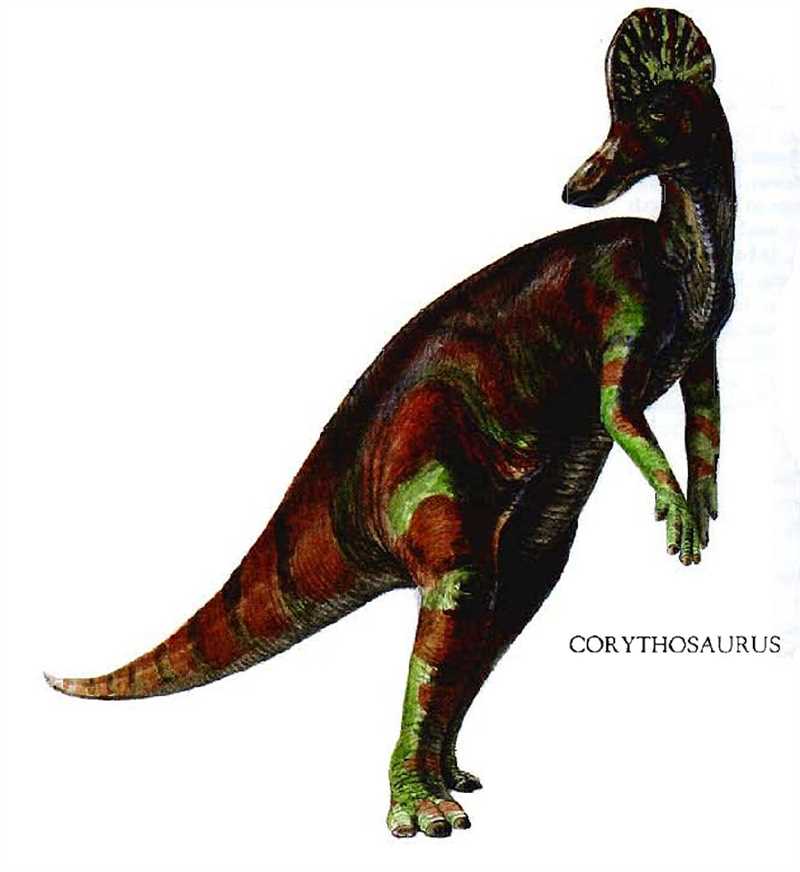Характеристики коритозавра