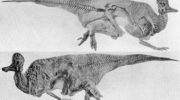 Коритозавр (Corythosaurus) — описание, история и особенности