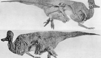 Коритозавр (Corythosaurus) — описание, история и особенности