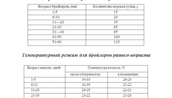 Кормление цыплят бройлеров с первых дней жизни