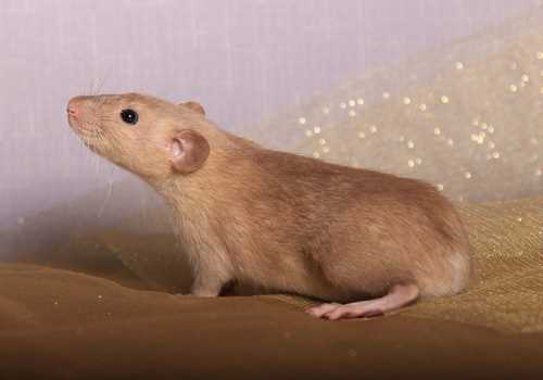 Питание и рацион королевской крысы