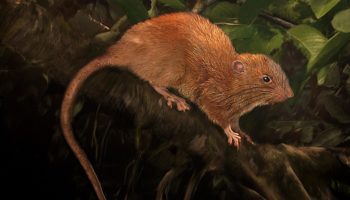Королевская крыса (Uromys rex) — особенности вида и его место в экосистеме