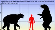 Короткомордые медведи — исчезнувшие великаны