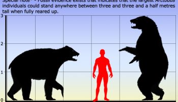 Короткомордые медведи — исчезнувшие великаны