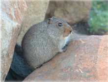 Короткохвостая тушканчиковая мышь (Notomys amplus)
