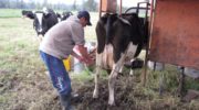 Корова лягается при дойке: что делать, как приручить к доению