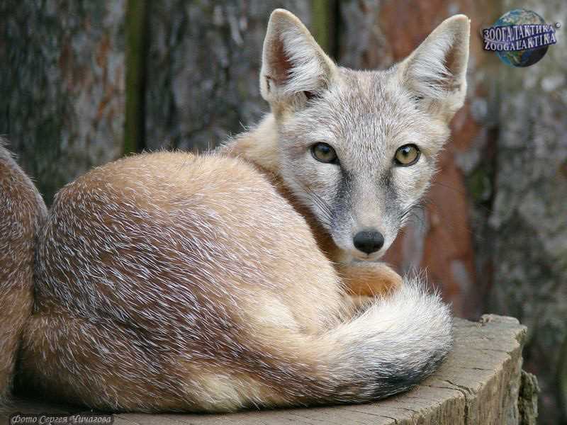 Внешний вид и особенности степной лисицы