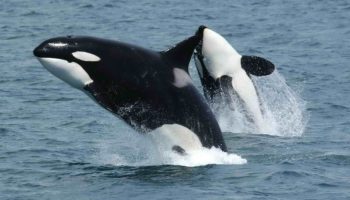 Косатка (Orcinus orca) — великий океанский хищник и интеллектуальный социальный обитатель