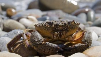 Крабы Черного моря: какие водятся и многое другое