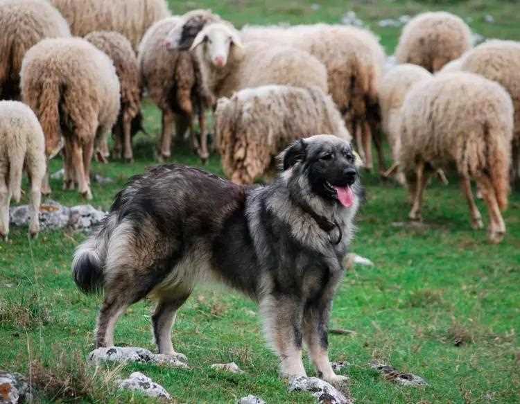 Советы по воспитанию овчарки Краш: