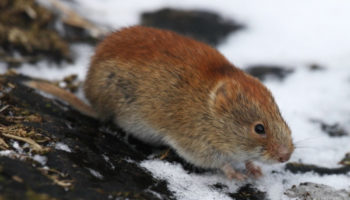 Красная полёвка (Myodes rutilus) — особенности внешнего вида, образ жизни и распространение