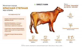 Красная степная порода коров: характеристики и описание
