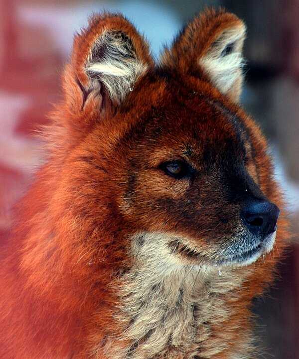Красный волк или горный волк (гималайский волк или буанзу)