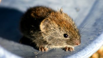 Красно-серая полёвка (Myodes rufocanus) — особенности вида и образ жизни