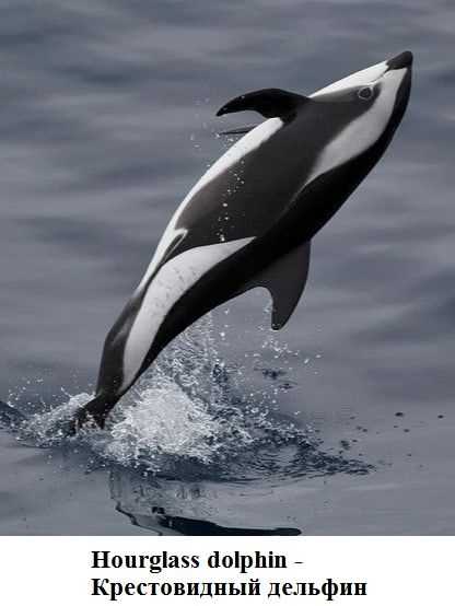 Таблица встречаемых видов дельфинов: