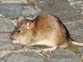 Черная крыса (Rattus rattus)