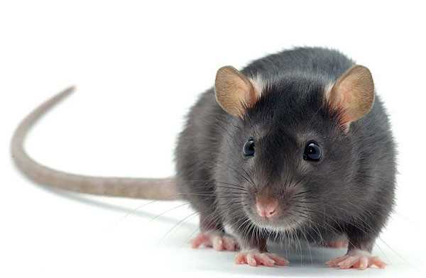 Биология крыс