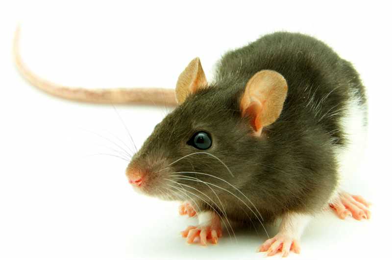 Домовые крысы (Rattus norvegicus)