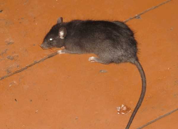 Белые крысы (Rattus albus)