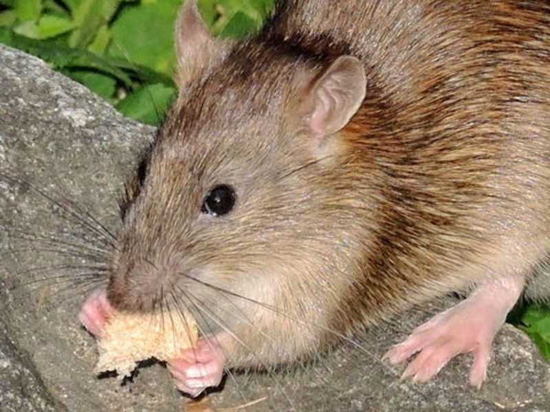 Крысы (Rattus)