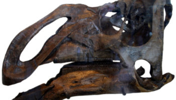 Критозавр (Kritosaurus) — история открытия и особенности