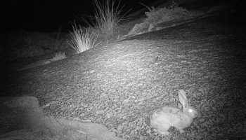 Кролик Смита (Pronolagus rupestris) — описание, особенности и место обитания