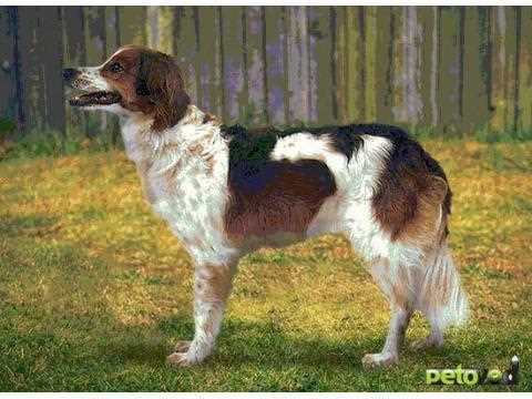 Кромфорлендер: плюсы и минусы породы собак