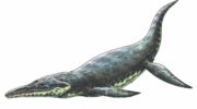 Кронозавр (Kronosaurus) — тайны плезиозавровой рептилии