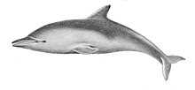 Популяция крупнозубых дельфинов в Индийском океане