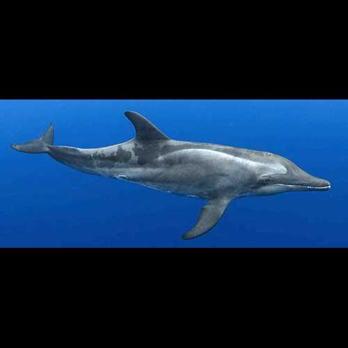 Популяция крупнозубых дельфинов в Тихом океане