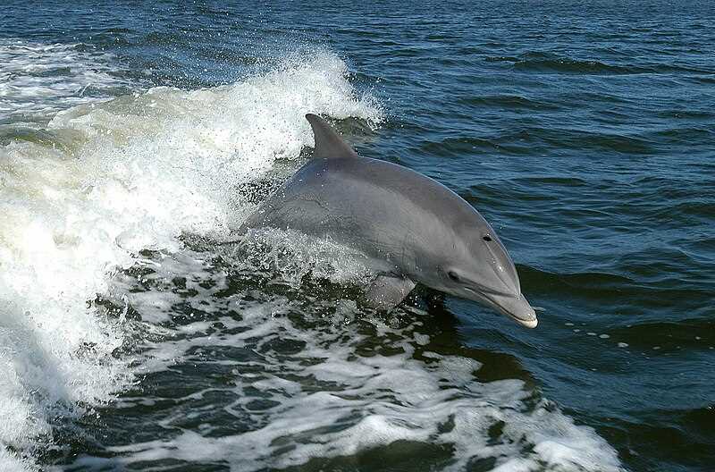 Внешний вид крупнозубого дельфина